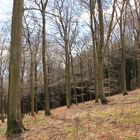 Ein Laubwald im Sauerland im April