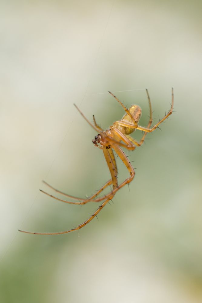 Ein Lauerer im Garten