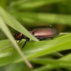 Ein Laufkäfer (Poecilus sp.) im Weichgras