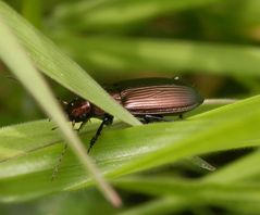 Ein Laufkäfer (Poecilus sp.) im Weichgras