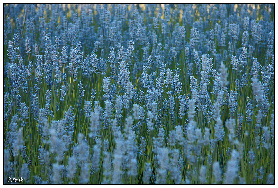 Ein Lavendel-Feld