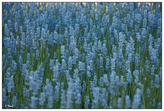 Ein Lavendel-Feld
