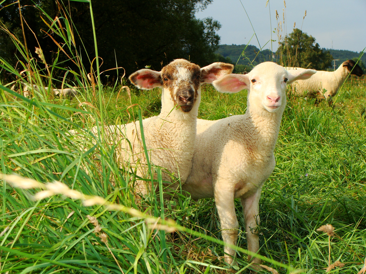 Ein Leben fürs Schaf