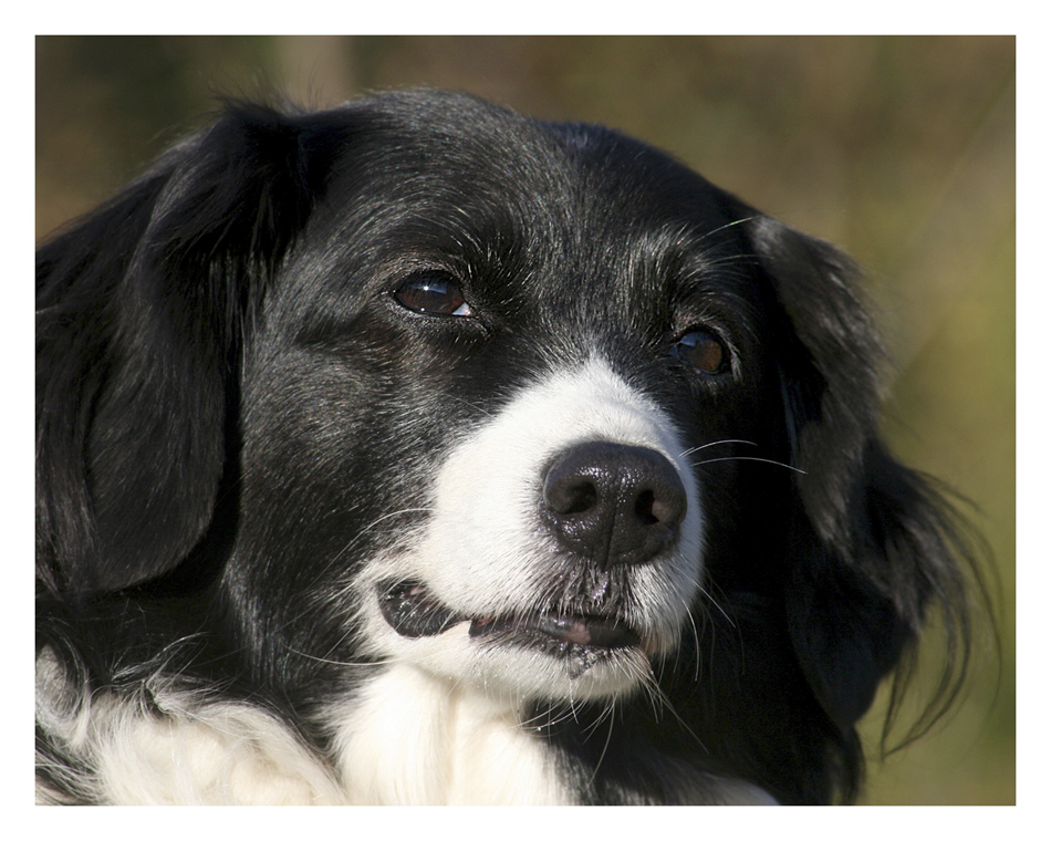 Ein Leben ohne einen Hund ist ein Irrtum