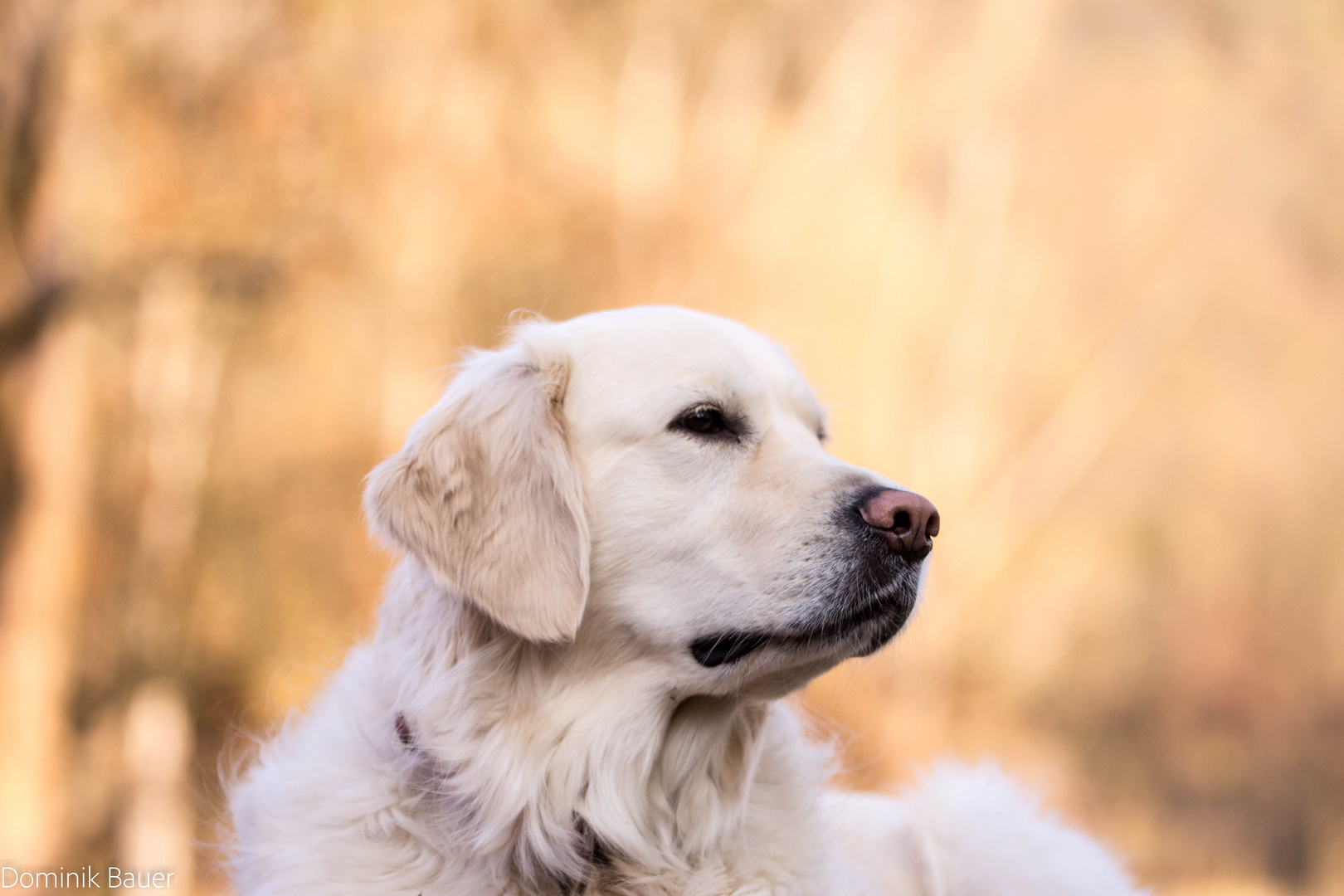 “Ein Leben ohne Hund ist ein Irrtum!”