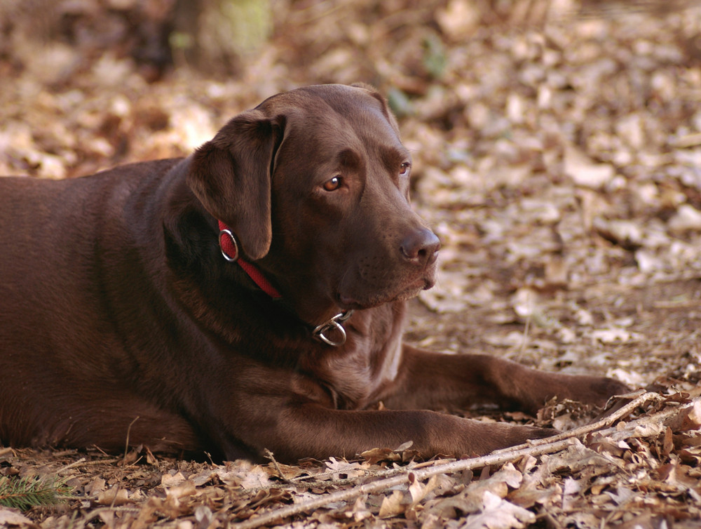 Ein Leben ohne Hund ist ein Irrtum ...