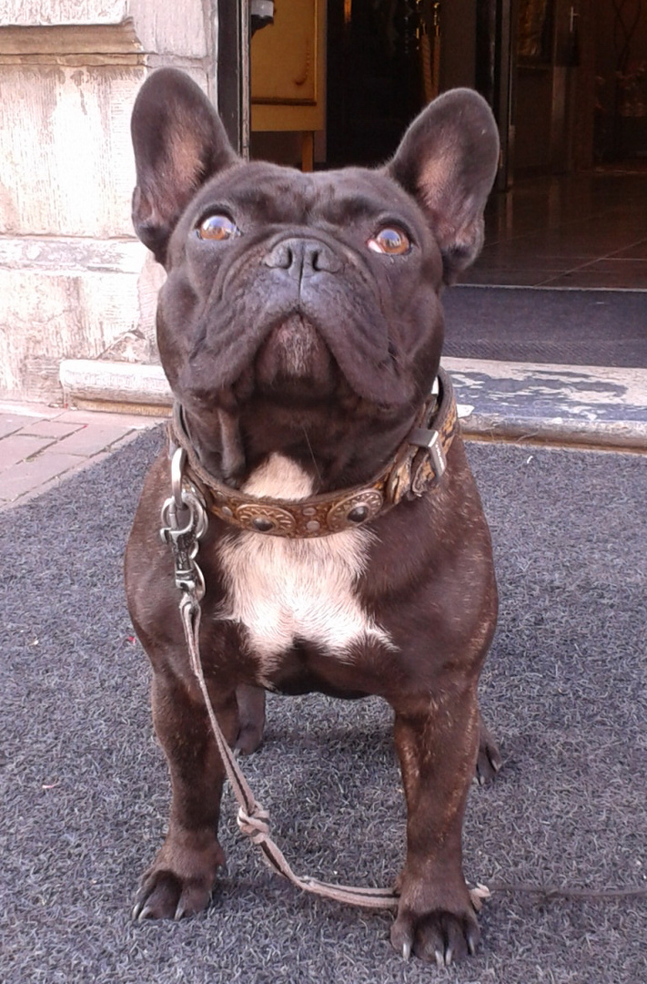 Hund Loriot