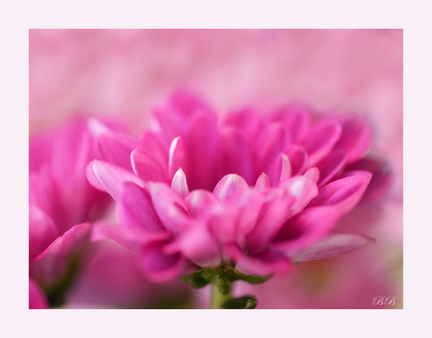 Ein Leben ohne Träume ist wie ein Garten ohne Blumen