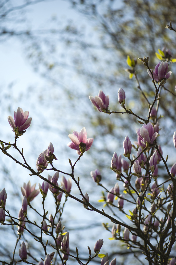 Ein Leben ohne Träume ist wie ein Garten ohne Blumen. Foto