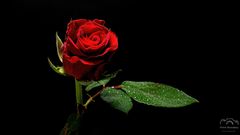 *** Ein Leben ohne Träume ist wie ein Garten ohne Rosen! *** 