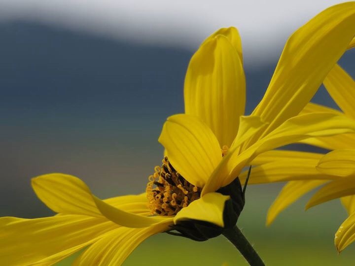 Ein Leben ohne Traum ist wie ein Garden ohne Blumen