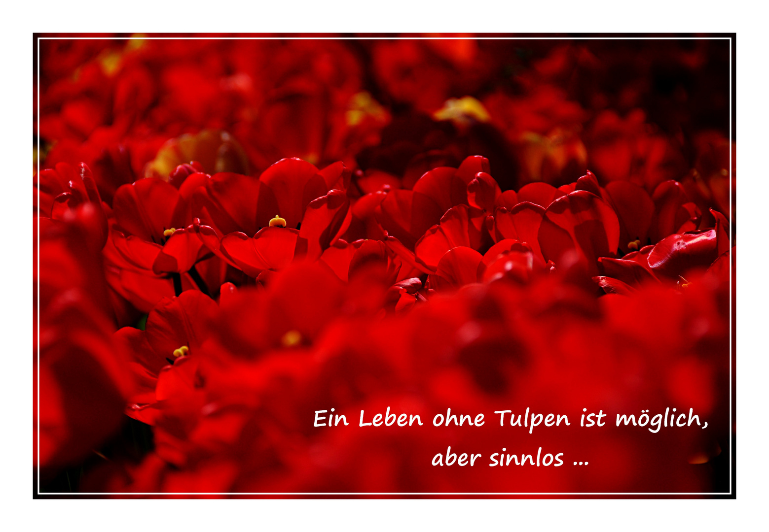 Ein Leben ohne Tulpen ist möglich, aber sinnlos...