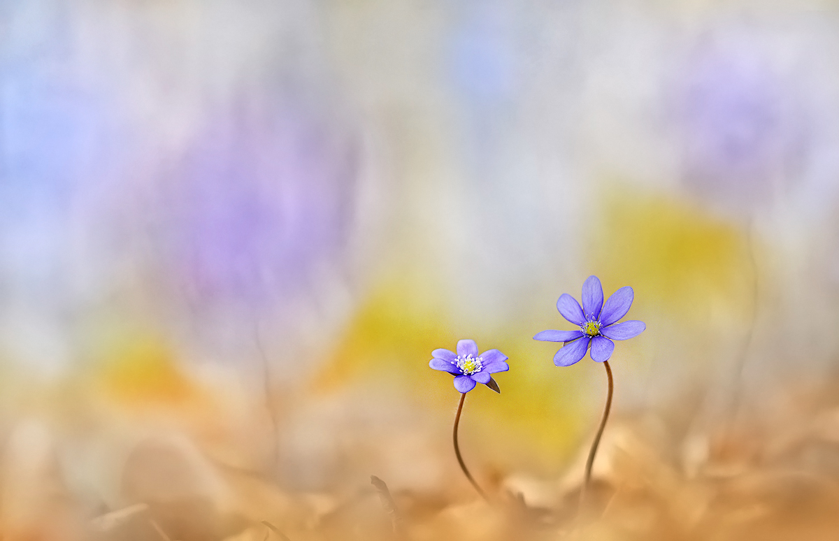 Ein Leberblümchen ...,