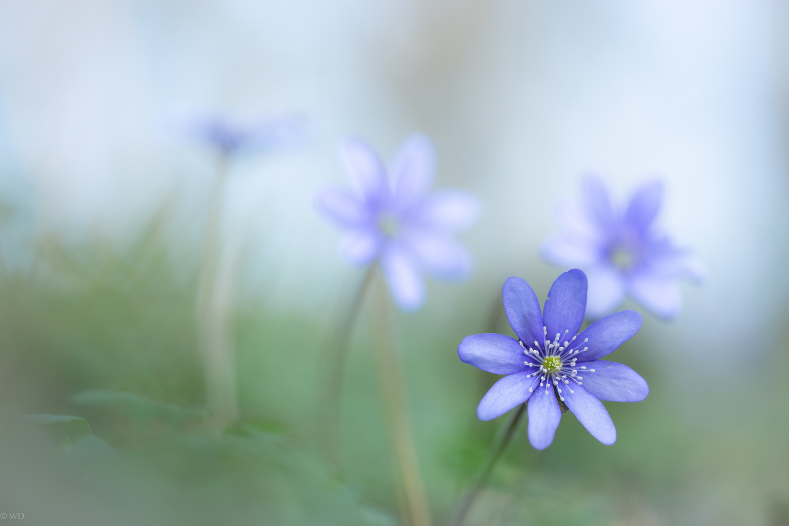 Ein Leberblümchen...