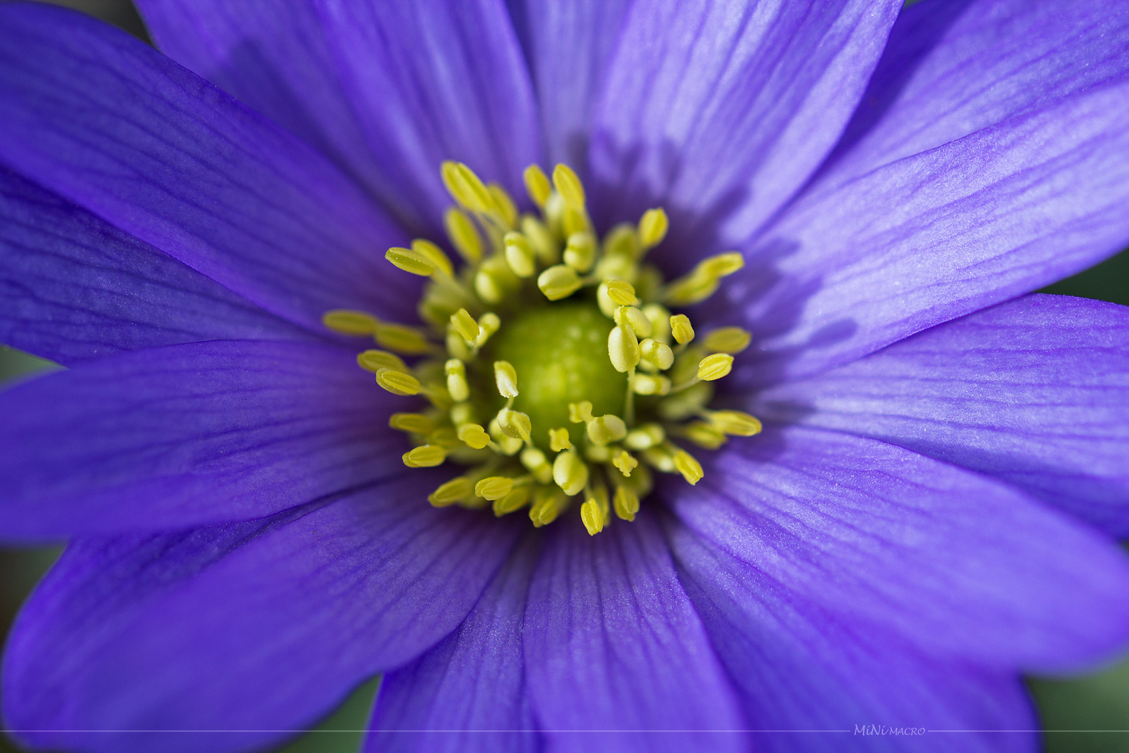 ein Leberblümchen