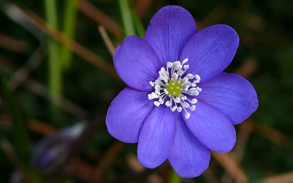 Ein Leberblümchen