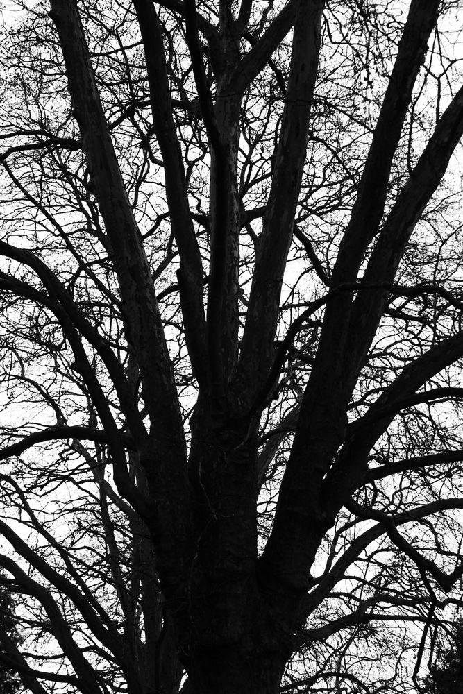 Ein lebloser Baum auf einem Friedhof.