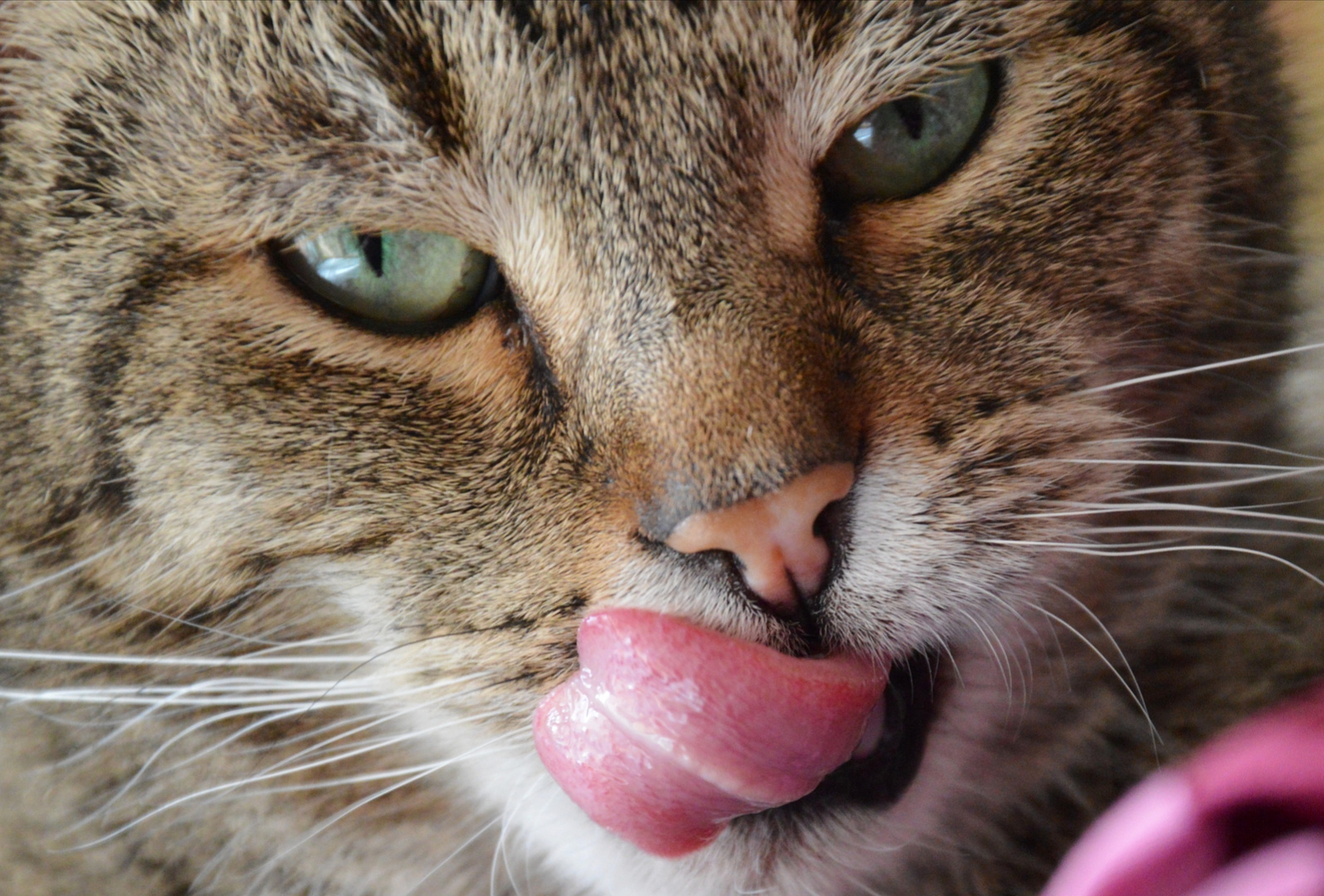 Ein Lecker-Schmecker Foto &amp; Bild | tiere, haustiere, katzen Bilder auf ...