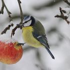 Ein Leckerbissen