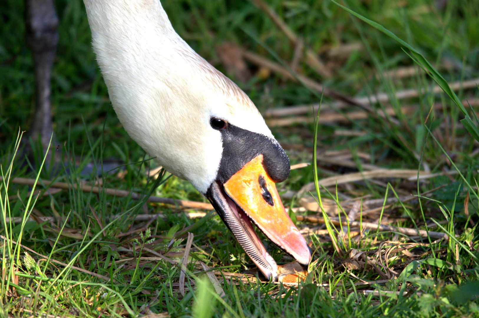 Ein Leckerbissen!?