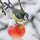 ein Leckerbissen