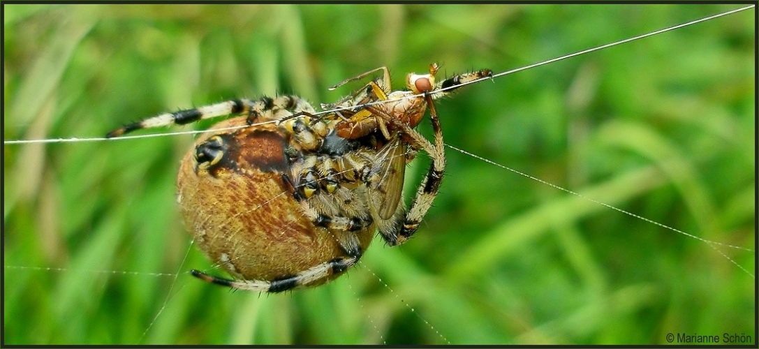 Ein Leckerbissen