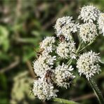 Ein Leckerbissen für Insekten ...