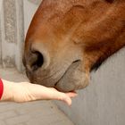 Ein Leckerli für's brave Pferd...