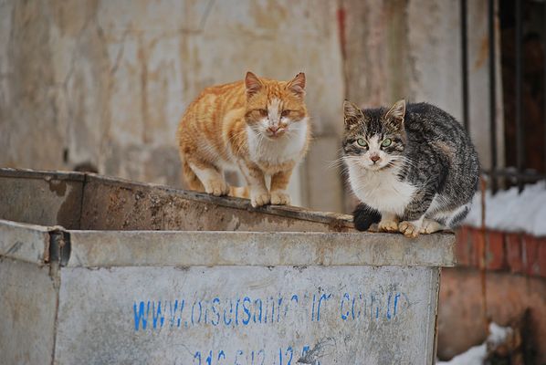 ein Leckerli könnte schon noch gehen...