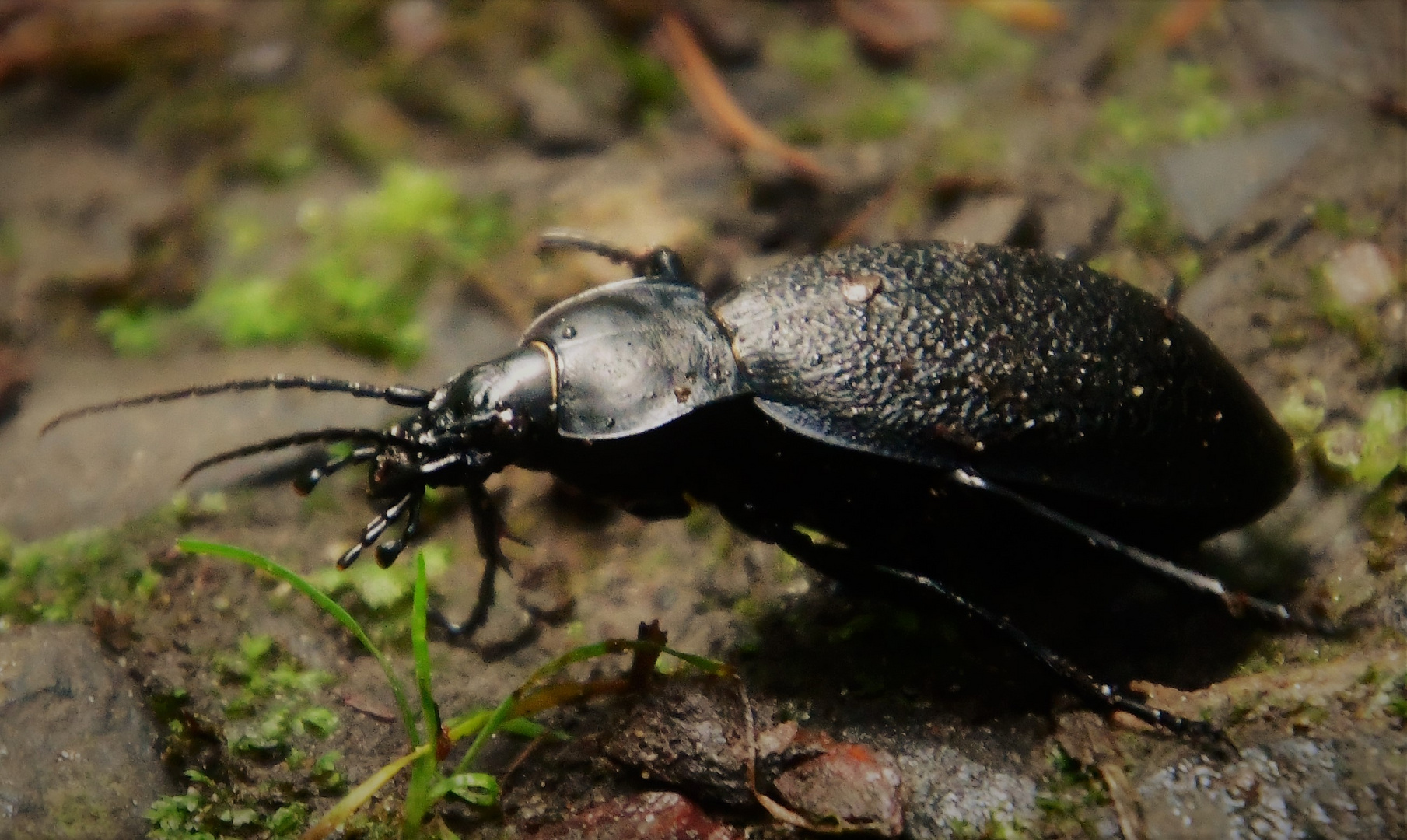 Ein Lederlaufkäfer (Carabus coriaceus)