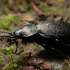 Ein Lederlaufkäfer (Carabus coriaceus)