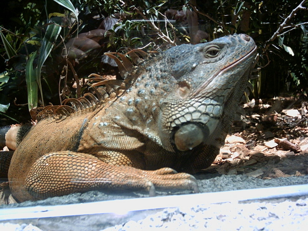 ein leguan im loro park