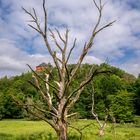 Ein leicht verdeckter Blick auf das Schloss Brandenstein