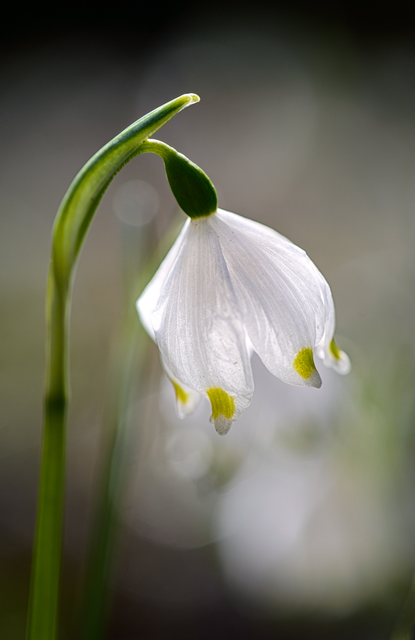 ein leiser Hauch von Frühling #2