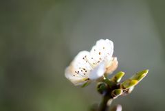 ein leiser Hauch von Frühling