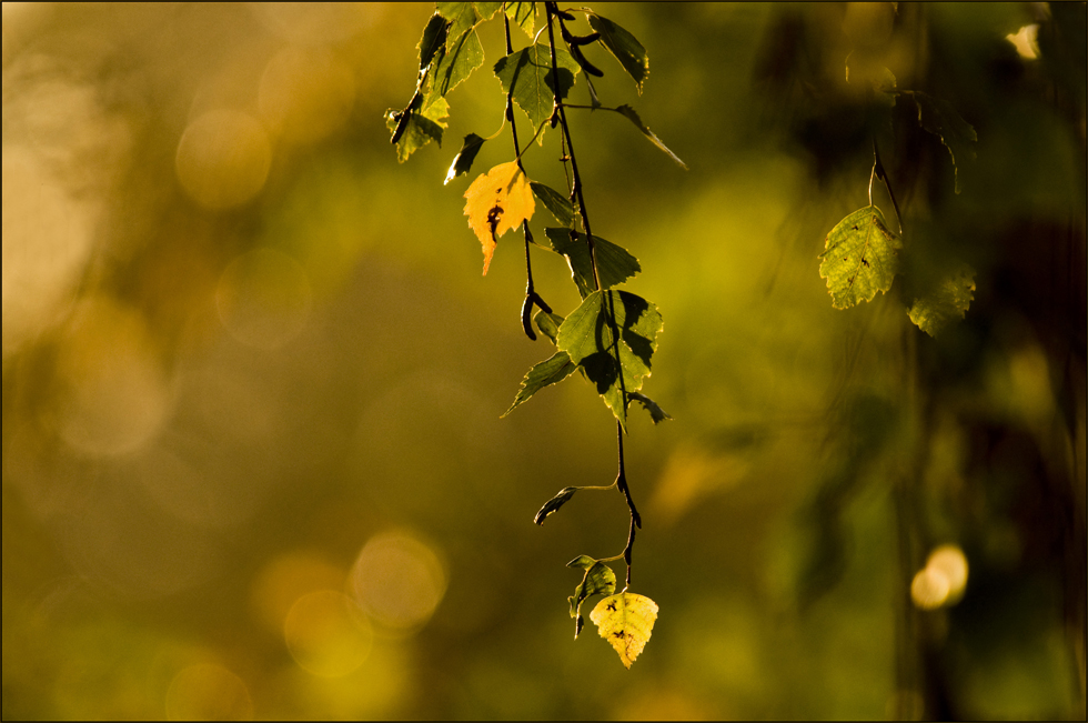 ein leiser Wind