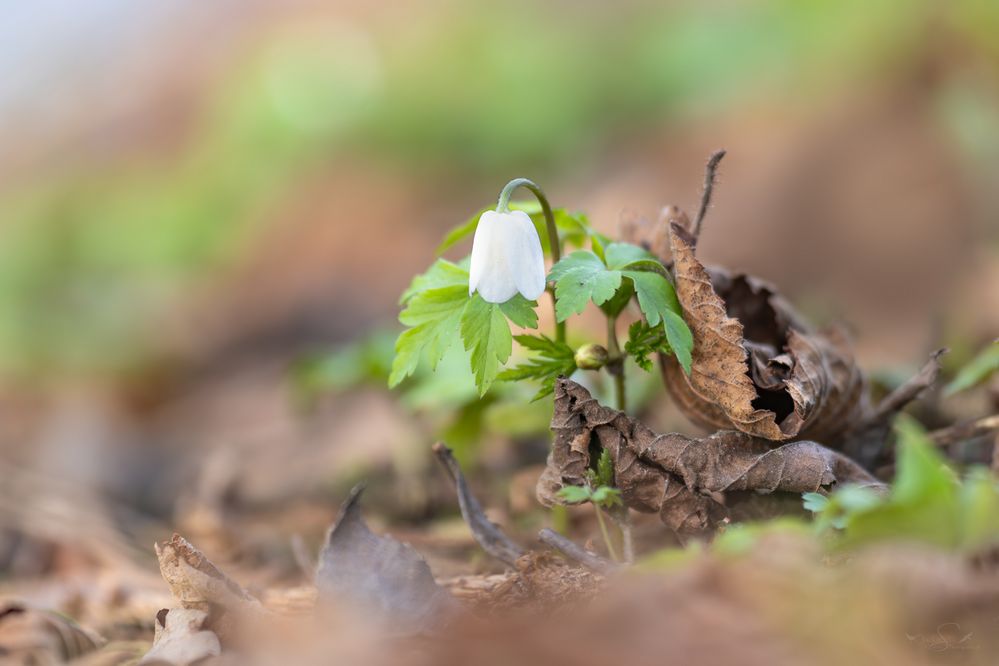 ein leises erwachen