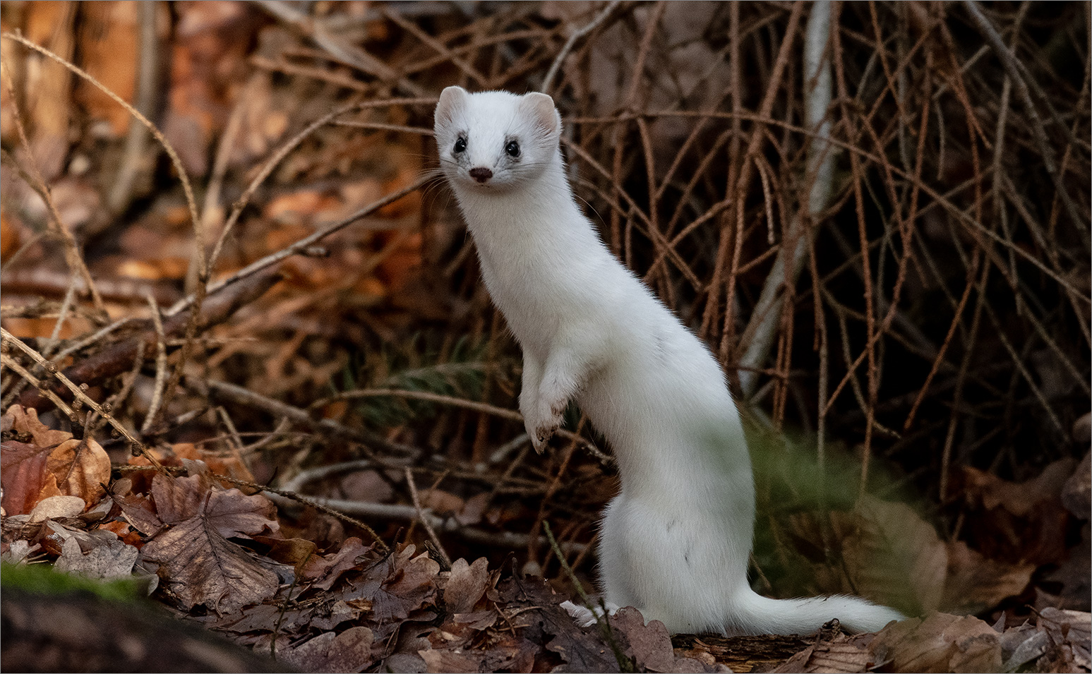 Ein leises Geräusch, ein kurzer Blick . . . Foto & Bild | wald, februar ...
