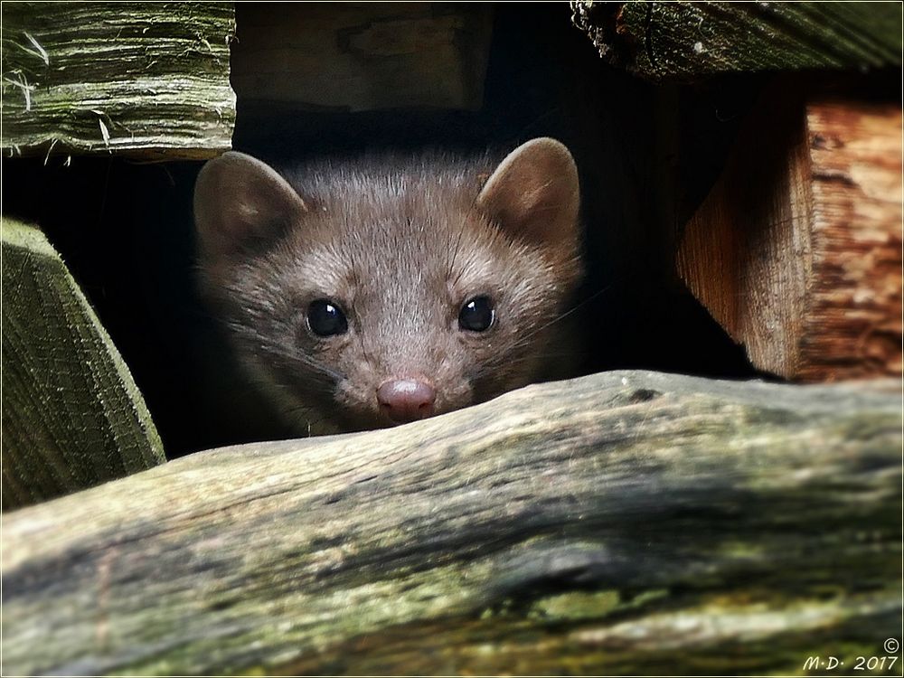 Ein leises Rumoren im Holzstapel....