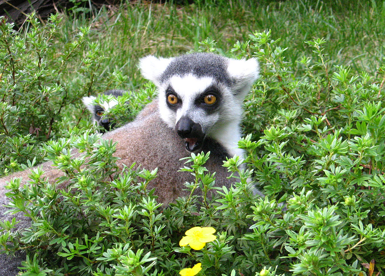 Ein Lemur