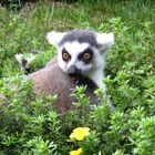 Ein Lemur