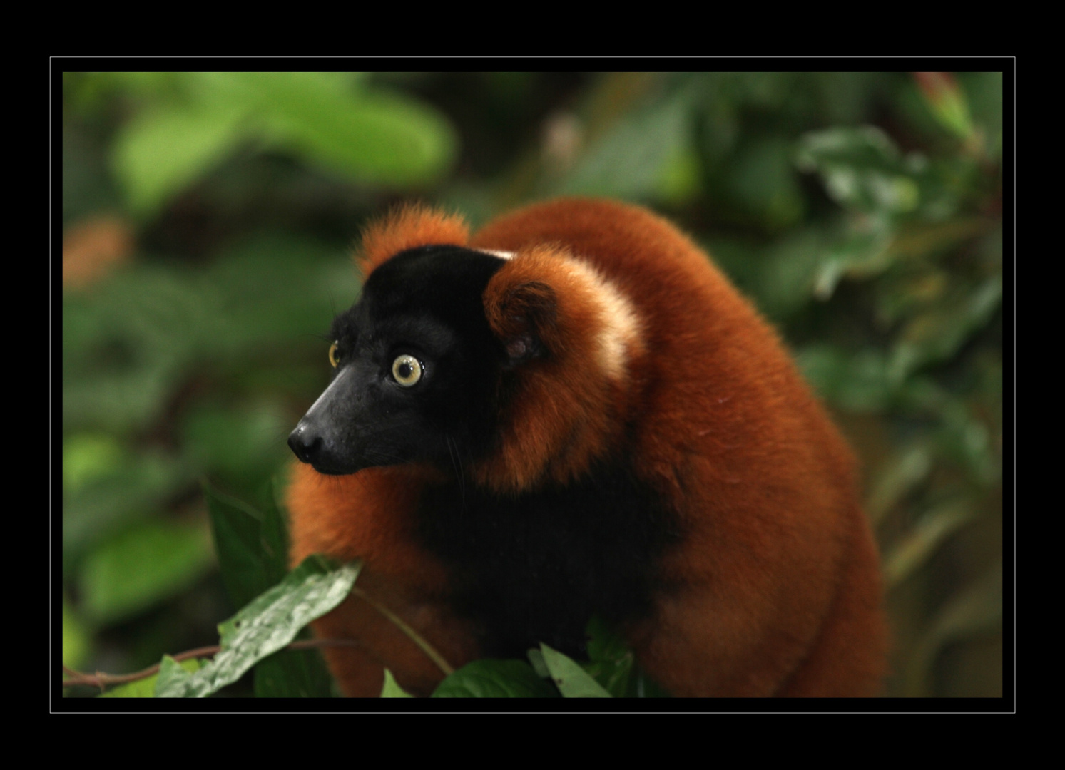 Ein Lemur aus Madagaskar