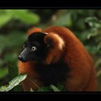 Ein Lemur aus Madagaskar