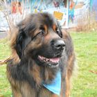 ein Leonberger