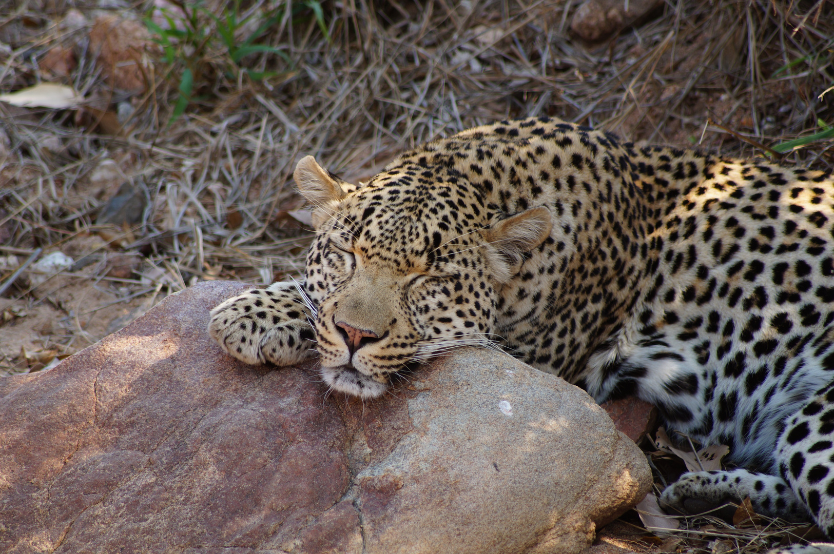 Ein Leopard beim Mittagsschlaf