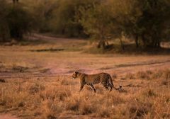 Ein Leopard durchstreift....