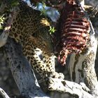 Ein Leopard in der Nähe von Okonjima