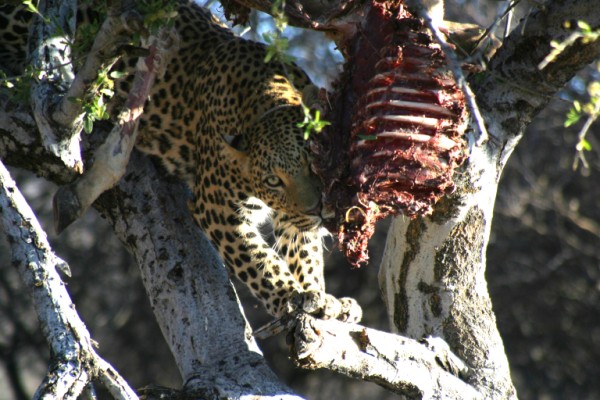 Ein Leopard in der Nähe von Okonjima