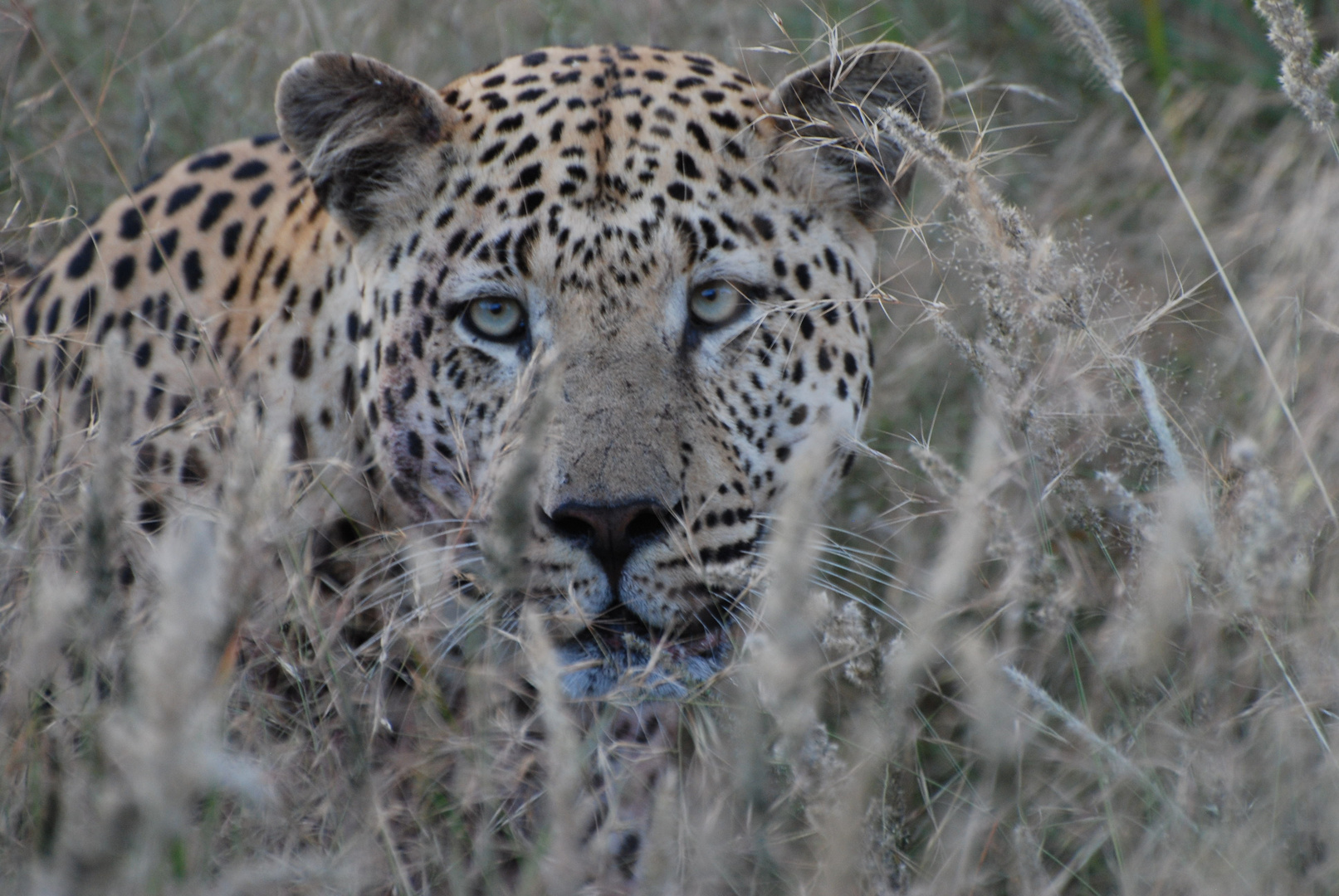 Ein Leopard in Okonjima (Namibia)