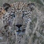 Ein Leopard in Okonjima (Namibia)